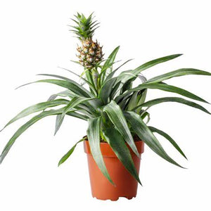 Mini Pineapple Plant