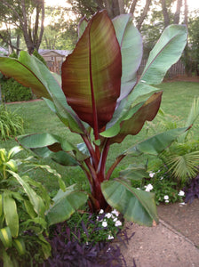 Red Banana Tree