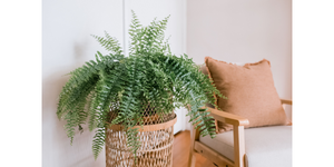 Boston Fern