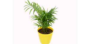 Cascade/Cat Palm (Chamaedorea Cataractarum)
