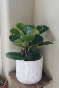 Peperomia