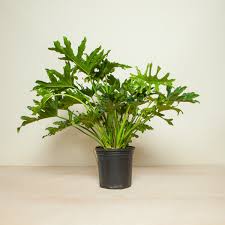 Philodendron Hope Selloum