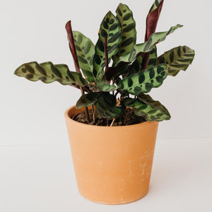 Rattlesnake Calathea